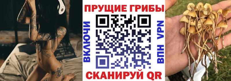 Галлюциногенные грибы Psilocybe  где продают наркотики  Карабулак 